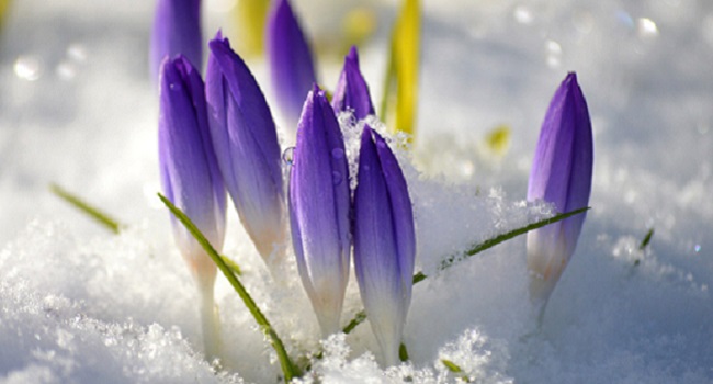 Purple crocuses image from Frauke Riether from Pixabay 