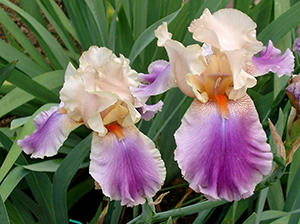 Image of two iris used to design the JoGina Fluer Quilt