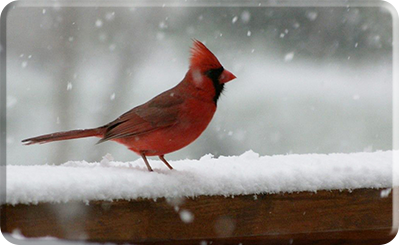 Cardinal on a snowy fence
