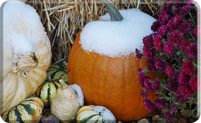 We are Thankful ~ Part 2 - Pumpkins topped with Snow