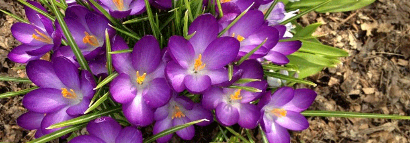 Picture of a spring crocus. 