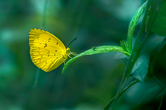 Story slider for human trafficking image of a yellow butterfly.