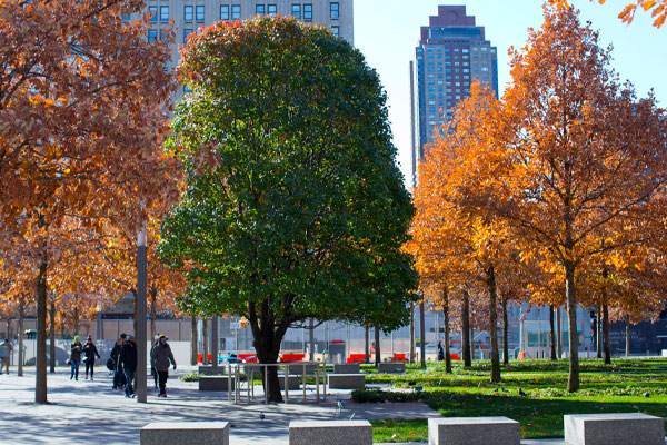 This photo is of the Surviovor Tree found in Memorial plaza in autumn in New York on Tuesday, Nov. 18, 2014. Photo by Jin Lee/911 Memorial